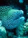 murene6