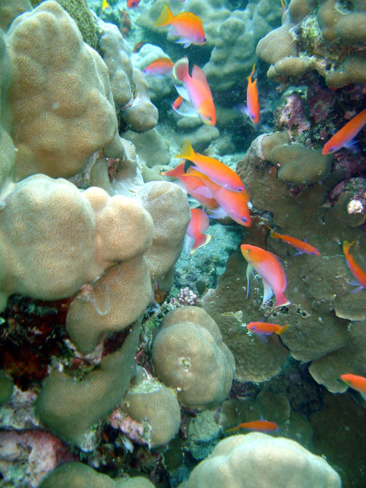 DSC04264