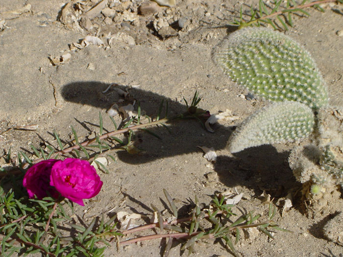DSC01726