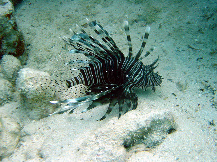 DSC03900