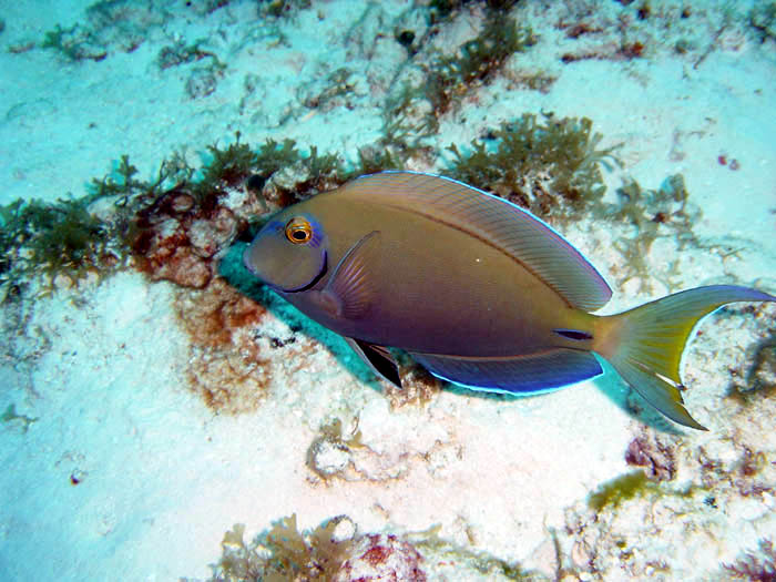 acanthurus_bahianus01
