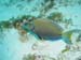 acanthurus_bahianus01